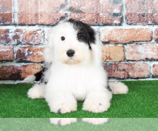 Medium Photo #1 Sheepadoodle Puppy For Sale in BEL AIR, MD, USA