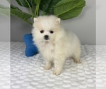 Small #2 Pomeranian