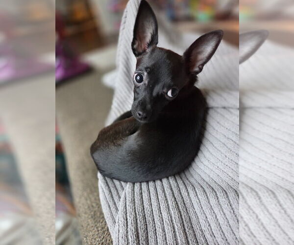 Medium Photo #4 Italian Greyhuahua Puppy For Sale in Springdale, PA, USA