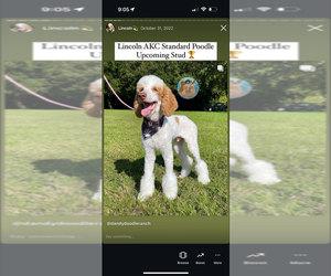 Father of the Labradoodle puppies born on 10/30/2025