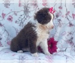Small Photo #10 Australian Shepherd Puppy For Sale in LAKELAND, FL, USA