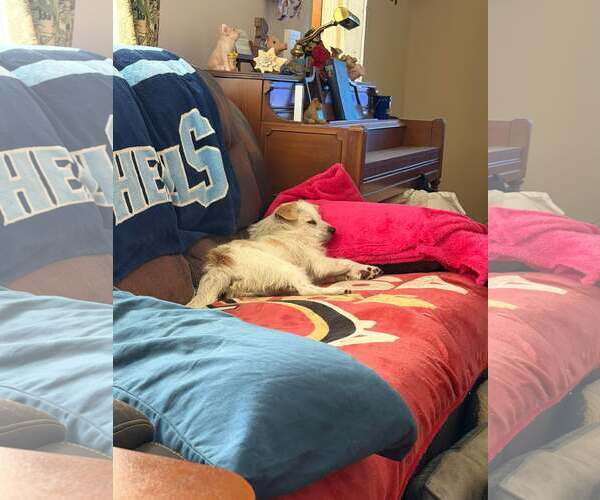 Medium Photo #5 Mutt Puppy For Sale in Spring Lake, NC, USA