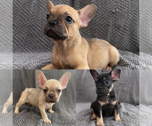 French Bulldog Puppy for sale in RIVERSIDE, CA, USA