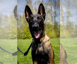 Mutt Dogs for adoption in Seattle, WA, USA