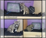 Small Photo #4 Siberian Husky Puppy For Sale in BLOOMFIELD, IN, USA