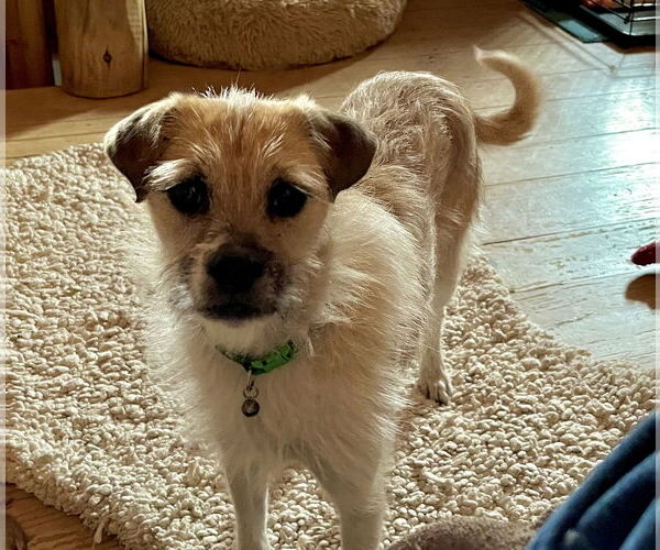 Medium Photo #1 Border Terrier-Unknown Mix Puppy For Sale in Denver , CO, USA