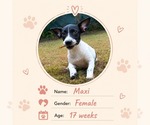 Small Dachshund