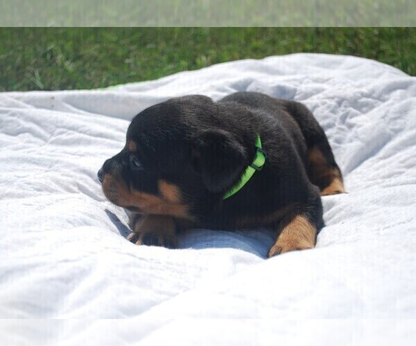 Medium Photo #1 Rottweiler Puppy For Sale in CALIFORNIA, MO, USA