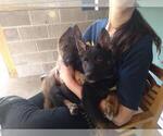 Small #17 German Shepherd Dog