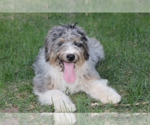 Medium Photo #1 Miniature Bernedoodle Puppy For Sale in MINEOLA, TX, USA