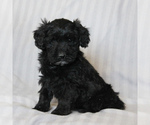 Small Poodle (Miniature)-Whoodle Mix
