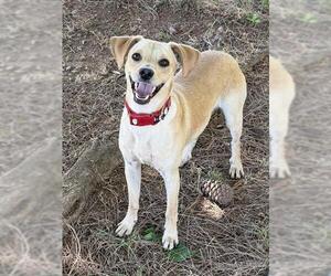 Beagle-Unknown Mix Dogs for adoption in Sacramento, CA, USA