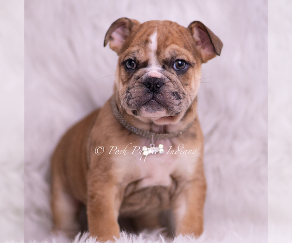 Medium Photo #20 English Bulldog Puppy For Sale in WARSAW, IN, USA