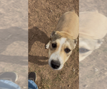 Small Photo #3 Mutt Puppy For Sale in Amarillo, TX, USA