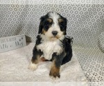 Small #3 Bernedoodle