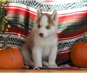 Siberian Husky Puppy for sale in FREDERICKSBG, OH, USA