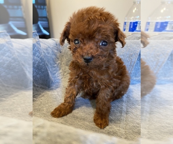 Medium Photo #5 Poodle (Miniature) Puppy For Sale in JERSEY CITY, NJ, USA