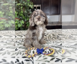 Cavapoo Puppy for sale in GREENWOOD, IN, USA