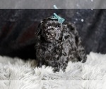 Small #3 YorkiePoo