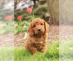 Small Photo #3 Goldendoodle (Miniature) Puppy For Sale in KILLINGER, PA, USA