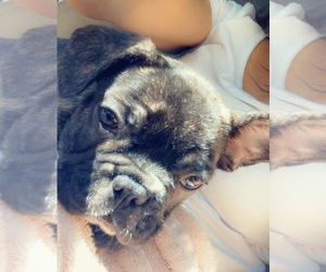 French Bulldog Puppy for sale in MANTECA, CA, USA