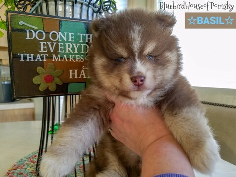 Medium Photo #18 Pomsky Puppy For Sale in ANDOVER, MN, USA
