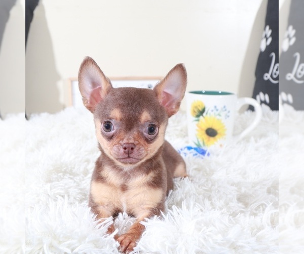 Medium Photo #3 Chihuahua Puppy For Sale in MOUNT VERNON, OH, USA