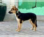 Small #9 Australian Shepherd-German Shepherd Dog Mix