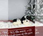 Small Photo #5 Bernedoodle (Miniature) Puppy For Sale in FRANKLIN, IN, USA
