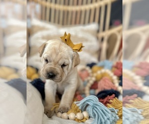 Cocker-Pei Puppy for sale in GOSHEN, IN, USA
