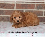 Small #1 Cavapoo