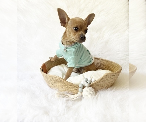 Medium Photo #7 Chihuahua Puppy For Sale in SACRAMENTO, CA, USA