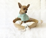 Small #6 Chihuahua
