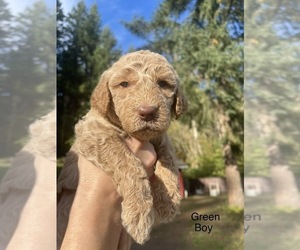 Goldendoodle Puppy for sale in BRUSH PRAIRIE, WA, USA