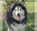Small #3 Siberian Husky
