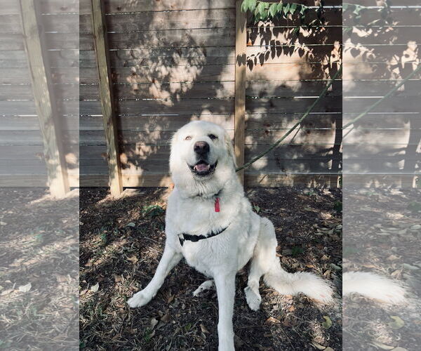 Medium Photo #6 Great Pyrenees Puppy For Sale in Spring, TX, USA