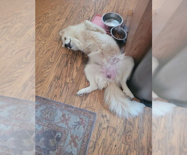 Medium Photo #7 Great Pyrenees Puppy For Sale in Spring, TX, USA