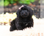 Small #5 Maltipoo (Miniature)