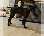 Small #4 Black Mouth Cur Mix