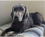 Small Photo #1 Labrador Retriever Puppy For Sale in PALMYRA, VA, USA