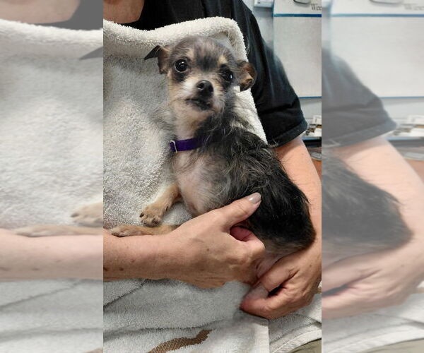 Medium Photo #2 Chihuahua-Unknown Mix Puppy For Sale in South Bend, IN, USA