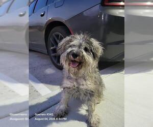 Shih Tzu-Unknown Mix Dogs for adoption in San Antonio, TX, USA