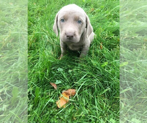 Medium Photo #3 Labrador Retriever Puppy For Sale in SAINT CLOUD, MN, USA