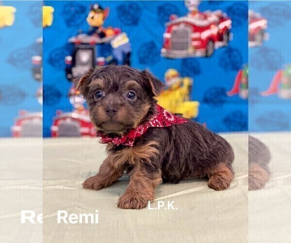 Medium Photo #2 Yorkshire Terrier Puppy For Sale in WINNSBORO, LA, USA