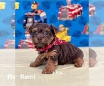 Small Photo #2 Yorkshire Terrier Puppy For Sale in WINNSBORO, LA, USA