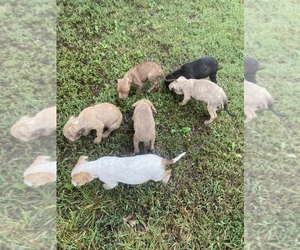 American Pit Bull Terrier Puppy for sale in BERNIE, MO, USA