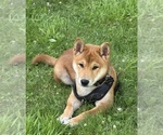 Small Photo #1 Beagle-Shiba Inu Mix Puppy For Sale in TWO RIVERS, WI, USA