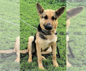 Molly - Female German Shepherd Dog Dog for Adoption - Photo #6
