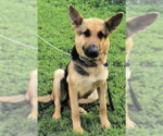 Small #5 German Shepherd Dog