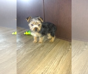 Yorkshire Terrier Puppy for sale in LAPEER, MI, USA